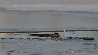 North American Beaver rests and contemplates in the early morning sunlight