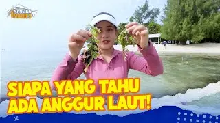 UNIK BANGET! Panen Anggur Laut! | Mancing Manies | EPS 4 (1/3)