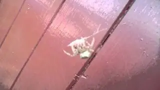 Spider cannibalism