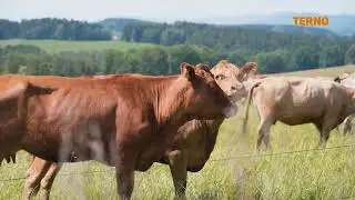 JTV - NAŠE FARMA