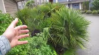 Прекрасная пальма Chamaerops humilis на островах Персидского залива.