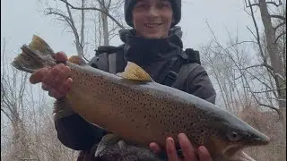Smackin’ Brown Trout in a Small Lake Ontario Tributary in November! 