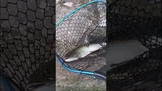 First MUSKIE Hype!!
