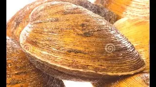 LOKAN CLAM OR TAPALANG, PAANO MAKITA #mangrove swamp #FERMINGASTI #TheFMStore #SIBUYAN ISLAND