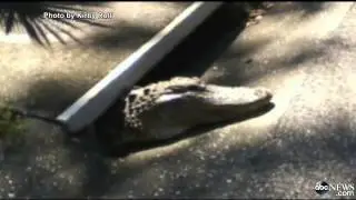 Alligator Stuck in Storm Drain