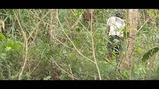 Rural Farmer&rsquo;s Endless Grass Cutting Work #RuralAgriculture #traditionalfarming