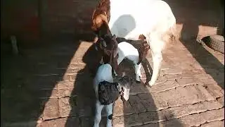 Ali goat farm naisara nandgnj ghazipur 9794583356