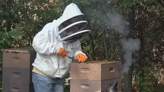 Spotted lanternflies impacting central Ohio honeybees