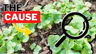 How to manage FLEE BEETLES in the garden.