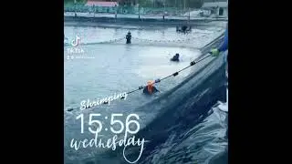 Harvest of Pacific White Shrimp