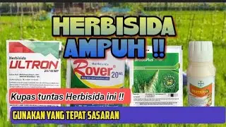 KUPAS TUNTAS HERBISIDA AMPUH UNTUK PADI !! GUNAKAN TEPAT SASARAN