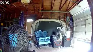 Candid Cat Camera 0098 MAY  21 2025