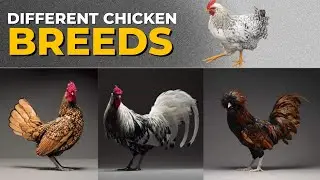The Most Beautiful Chicken Breeds In The World