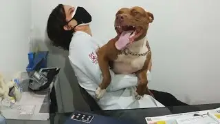 Too funny to handle: Animal edition
