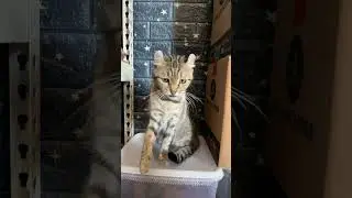 Plastic crunch with cat
