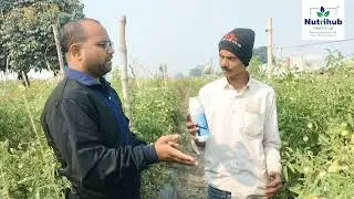 टमाटर में फूल फल सेटिंग के लिए न्यूट्रीहब कंपनी के प्रोडक्ट के रिज़ल्ट#Toomore#Cadica#Mixomax#tomato