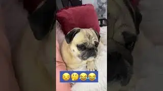 Calling all pug lovers!Get ready to make your furry friend's tail wag like never before #funny #pug