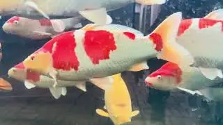 Thư giãn ngắm koi bơi