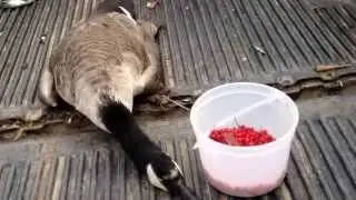 Wild cranberry picking and goose hunting