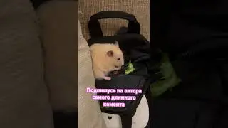 #funny #vibes #hamsters #relaxing 🐹❤️🥰