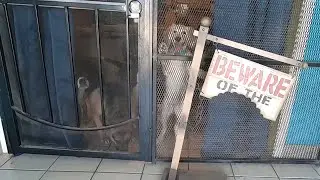 Dog Training | Exposure Therapy | Sit At Heel To Build Confidence