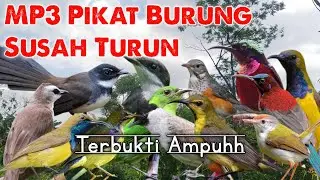 Suara Pikat Burung Yang Susah Turun Di Jamin 💯% Ampuhh #terbukti
