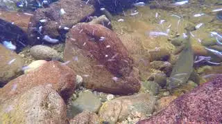 SSC Streamkeepers Oct13 2019