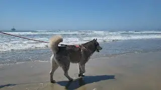 Husky's First Time Ever At Huntington Dog Beach 🐺 #huskyvacation