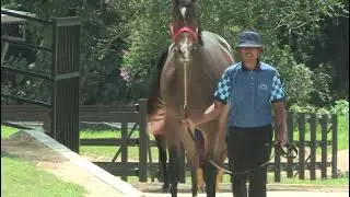 Community Horse Project: Successful Open Viewing Day for 2YO Online Sale