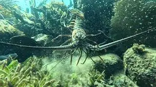 Martinique langoustes