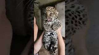 🐆 WOW!!!, this little leopard cub is absolutely fierce!!!😂😂😂 #adorable #zoo #leopard  #leopardcub