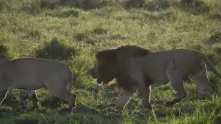 Male lions fight over female and food, Masai Mara Kenya