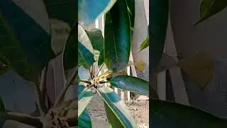 #furt🥭মিউজাক আম