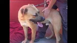 A4678752 Rex | German Shepherd/ Rhodisian Ridgeback