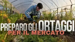 Raccolgo e Preparo tutti gli ORTAGGI per LA VENDITA💸