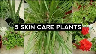5 SKIN CARE PLANTS || SKIN BENIFITS || NATURAL REMIDIES