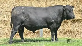 Lot 37 WGA24V23