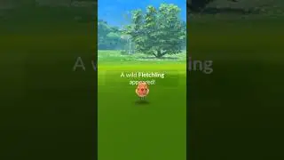 Shiny Fletchling in #pokemongo during Paldea event #shinypokemon #fletchling
