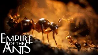DESTROYED TERMITES 🐜 |Empire of the Ants &mdash; Cinematic Gameplay (No Commentary) | Part 2