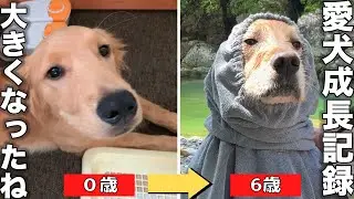 愛犬が我が家に来て6周年経ったので動画にまとめたら感動してしまった・・・（泣）