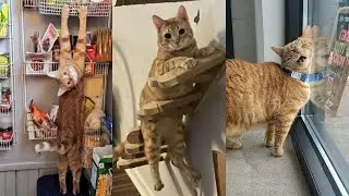 😼Orange Cats Are Special | Crazy Cats Of Internet😱