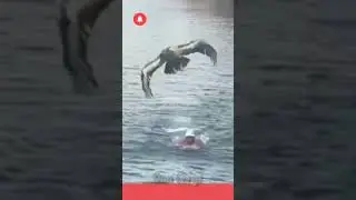 ⭕ Angry Eagle Trying Killed A human!😳l #shorts