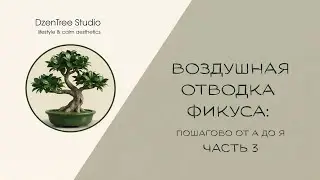 Как укоренить фикус Бенджамина воздушным способом ч.3 🌿