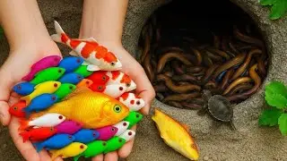 Catching Rare Fish and Baby Turtles in a Mini Pond : Baby Turtles, koi, Eels,frogs,snail pencil fish