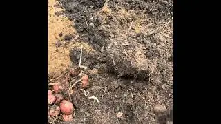 Yes, potato’s grow in the PNW. With just a few simple tricks you to can grow them effortlessly. 