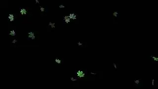 Realistic Maple Leaves Falling Black Background 4K (No Loops)
