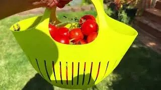 A harvest day in September #harvest2025 #harvest #september2025
