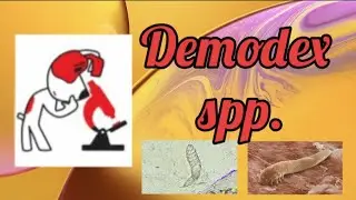 Demodex canis (демодекс канис) клещ