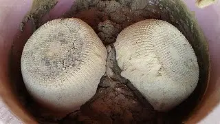 Mesmerising🔥Extra soft/silky Golden Beach sand Huge shape Malting creamy paste mouthwatering crumble