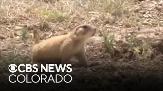 Colorado community works to protect prairie dogs as HOA considers mitigation